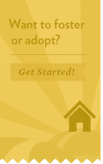 Get started in your journey to foster or adopt by using our step-by-step information.